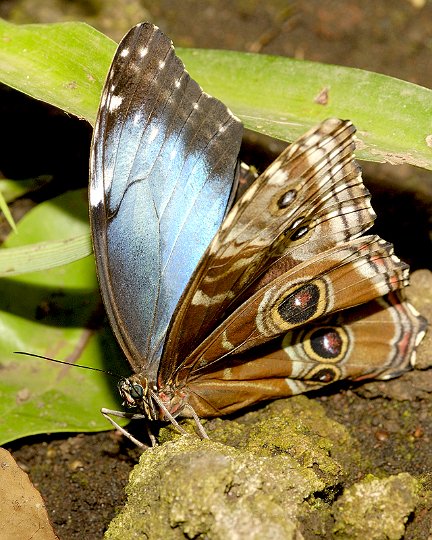 _DSC9478 - Morpho peleides.jpg - Giuseppe Zuppardo 2008 KINZLE@TIN.IT